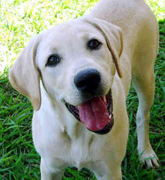 labrador-retriever-0335