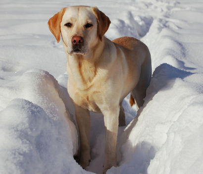 LabradorRetriever