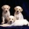 Trinity, Labrador Puppies