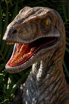 Velociraptor_6001