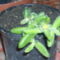 Delosperma echinatum-kristályvirág