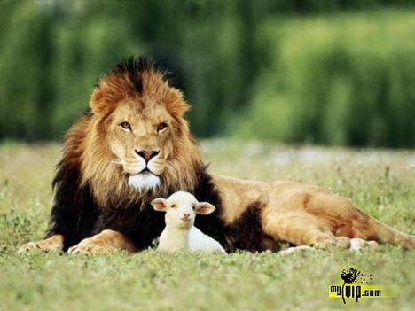 egy furcsa barátság- oroszlán és gida