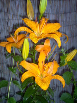 liliomom