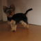 Loona