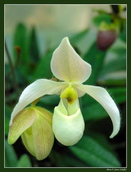 2006_Orchidea2_800