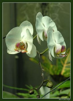 2006_Orchidea4_800