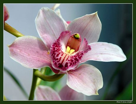 2006_Orchidea5_800