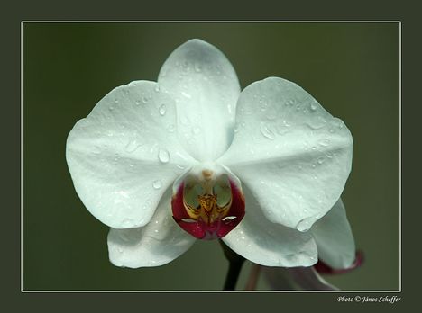 2006_Orchidea7_800