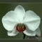 2006_Orchidea7_800
