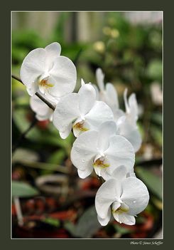 2006_Orchidea8_800