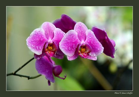 2006_Orchidea9_800
