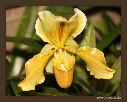 2007_Orchidea01_800
