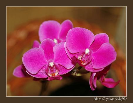 2007_Orchidea02_800