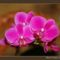 2007_Orchidea02_800