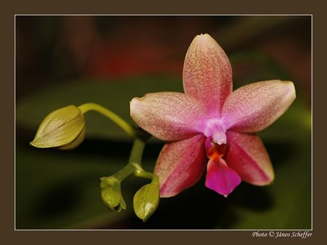 2007_Orchidea04_800