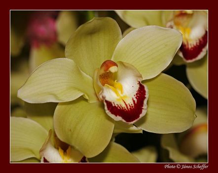 2007_Orchidea08_800