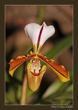 2007_Orchidea11_800