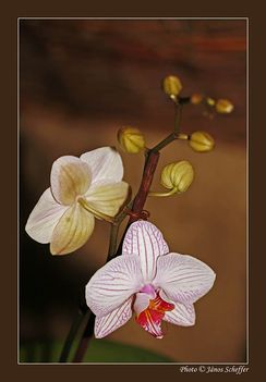 2007_Orchidea14_800