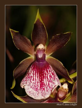 2007_Orchidea15_800