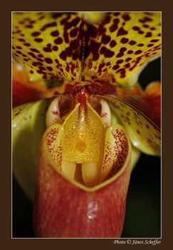 2007_Orchidea16_800