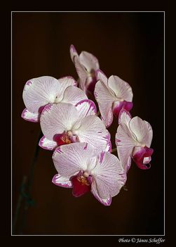 2007_Orchidea21_800