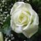 fehér rózsa2