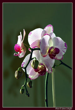 Orchidea01_800