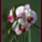 Orchidea01_800