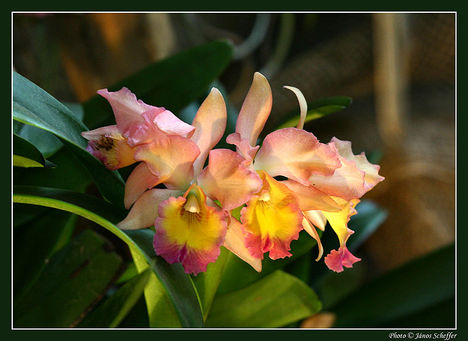 Orchidea02_800