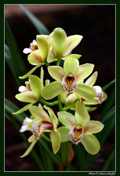 Orchidea03_800