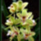 Orchidea03_800