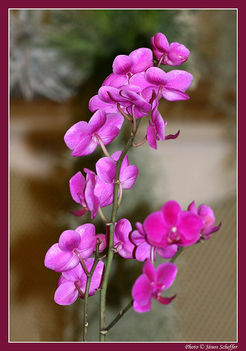 Orchidea05_800