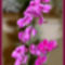 Orchidea05_800