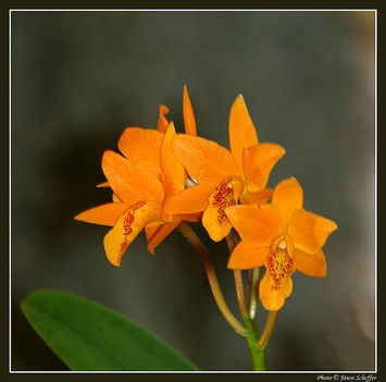 Orchidea06_800