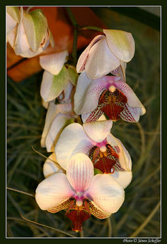 Orchidea09_800