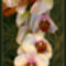 Orchidea09_800