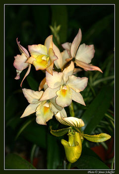 Orchidea10_800