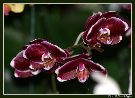 Orchidea12_800