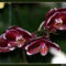 Orchidea12_800