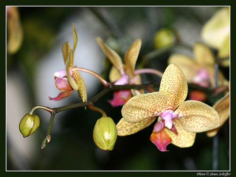 Orchidea13_800