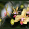 Orchidea13_800