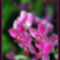Orchidea14_800