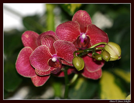 Orchidea16_800