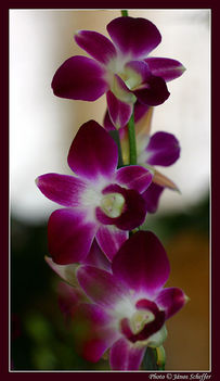 Orchidea23_800