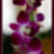 Orchidea23_800