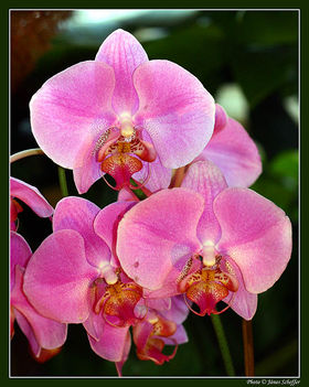 Orchidea31_800