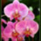 Orchidea31_800