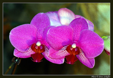 Orchidea32_800