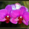 Orchidea32_800