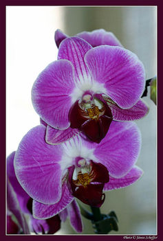 Orchidea34_800